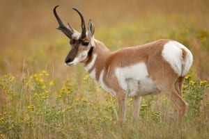 Photo of a Pronghorn on the Custer Wildlife Loop, One of the Best Black Hills Attractions.