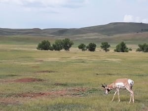 Photo of a Pronghorn on the Custer State Park Wildlife Loop.