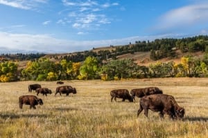 Photo of Buffaloes Grazing at Custer's Wildlife Loop—Adventure Travel at Its Best!