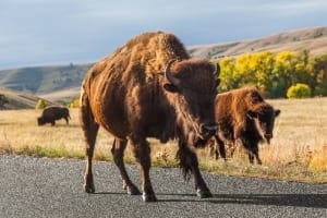 Photo of a Bison in the Road on the Custer Wildlife Loop, a Classic Black Hills Scenic Drive.