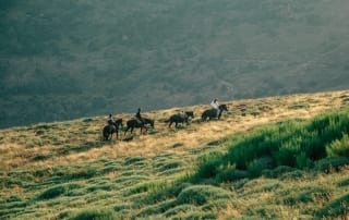 Aerial Photo of a Group Horseback Riding in the Black Hills.