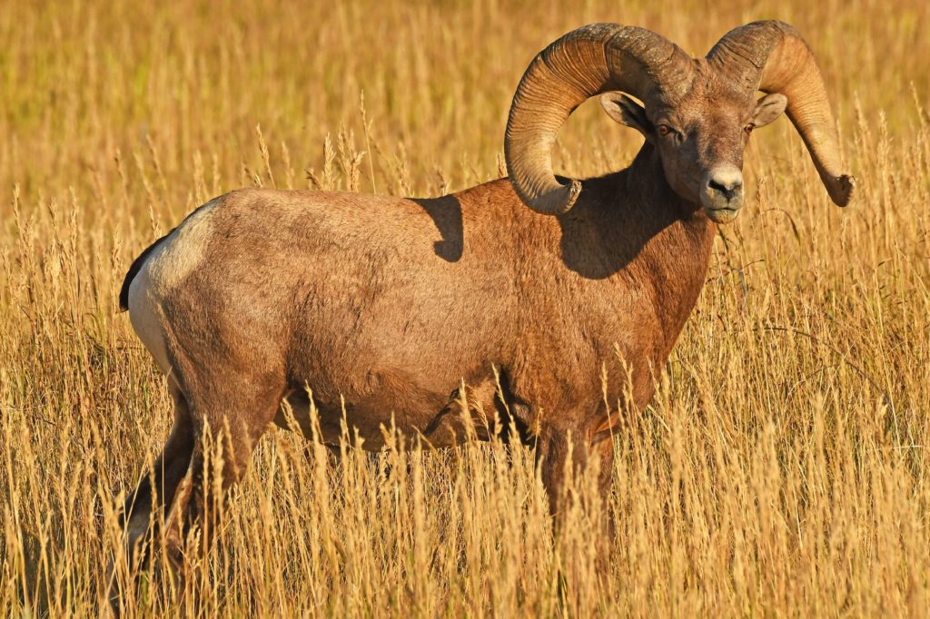 Bighorn Sheep can be seen grazing during the day. They are one of the Badlands wildlife you could see.