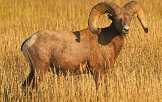 Bighorn Sheep can be seen grazing during the day. They are one of the Badlands wildlife you could see.