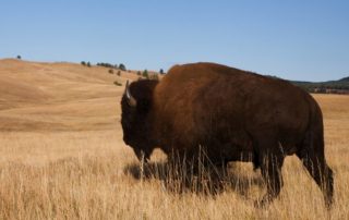 See a buffalo as one of the Free Things To Do In South Dakota.