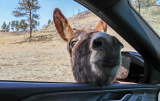 A donkey sticking its head in a car window on Custer State Park Wildlife Loop Road.