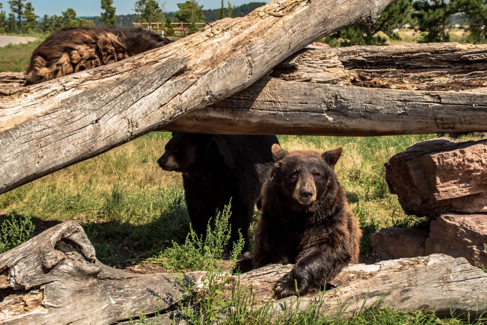 Bears at Bear Country USA.