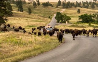 Looking at wildlife is one of the many Things To Do In Custer State Park.