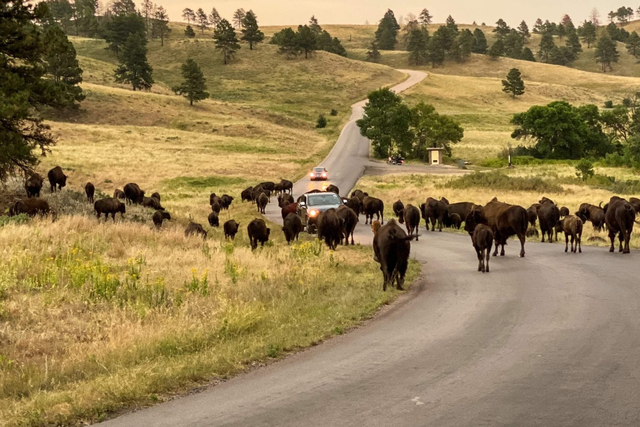 Looking at wildlife is one of the many Things To Do In Custer State Park.